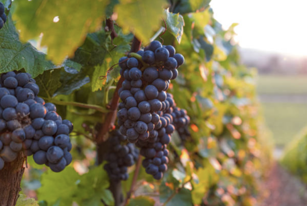 Vin nature et Bio de l’Hérault